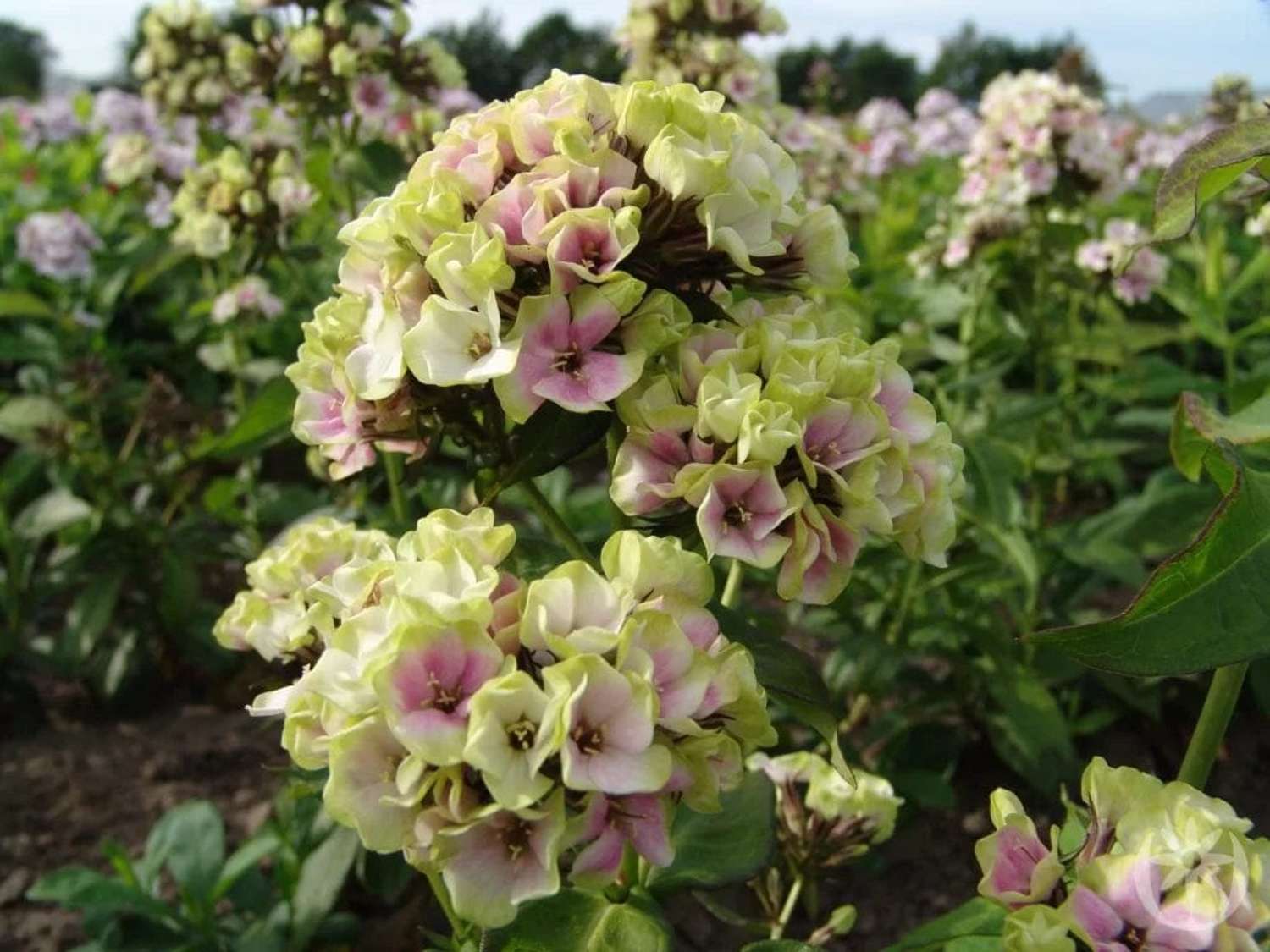 Syysleimu 'Sherbet Blend'